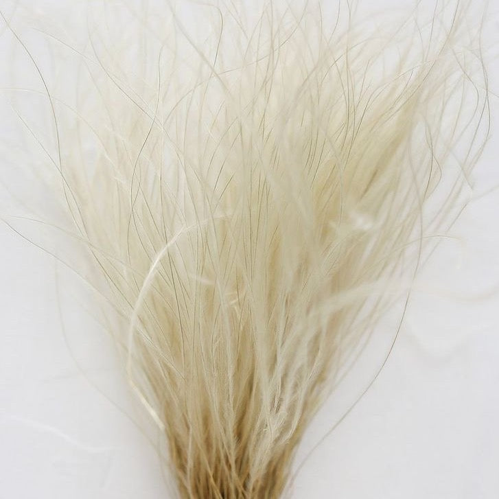 Dried, Feather Grass