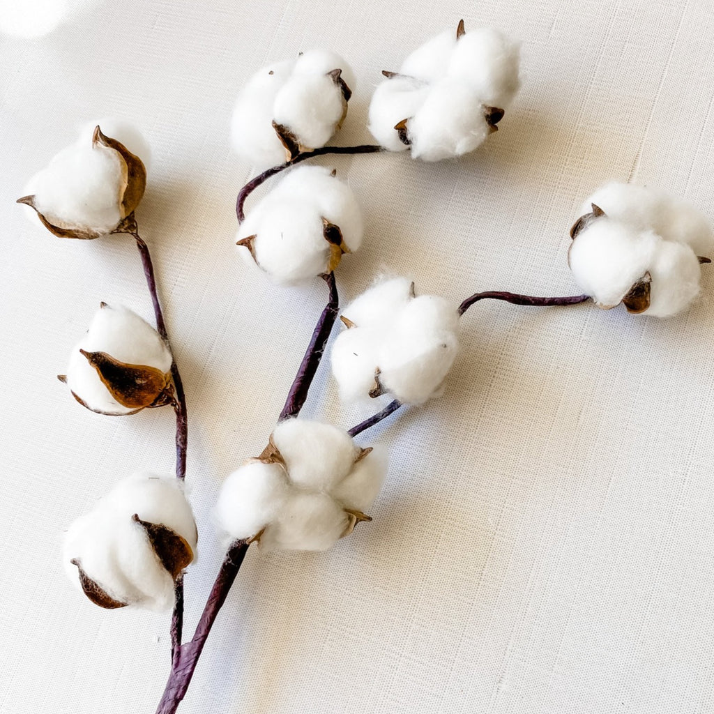 Dried, Cotton